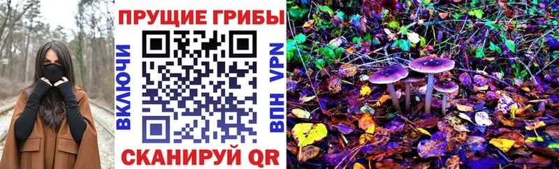 Купить где Фатеж Псилоцибиновые грибы Cubensis